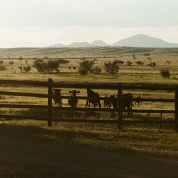 slider_image_cows
